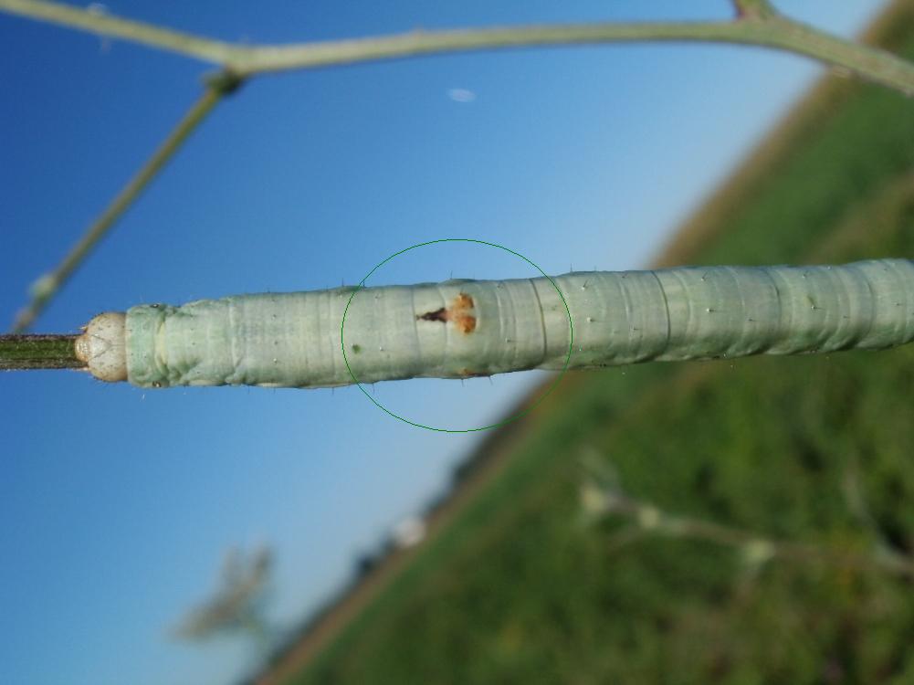 Ascotis selenaria - bruco